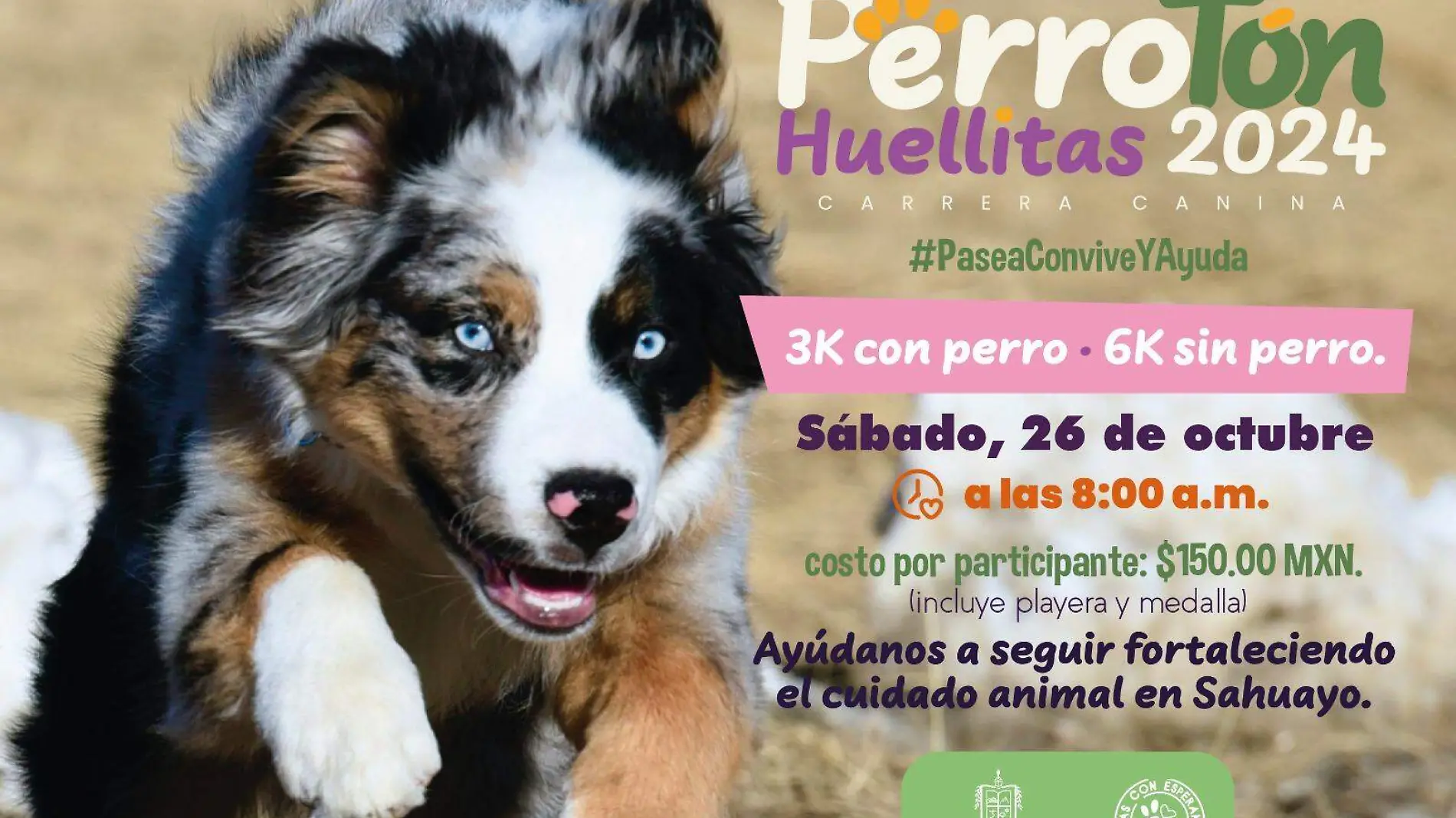 Carrera perros